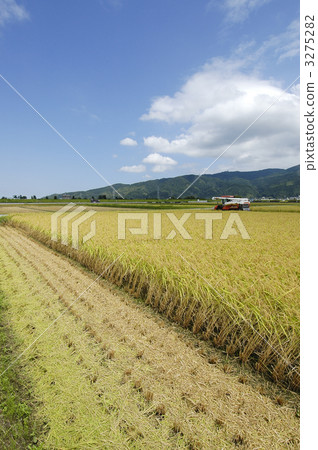 水稻 水稻作物 農業 3275282