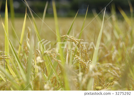 non-glutinous rice, paddy, rice plant 3275292