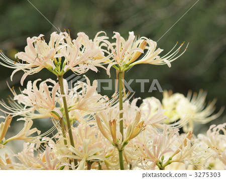 rural districts, lycoris radiata, cluster amaryllis 3275303