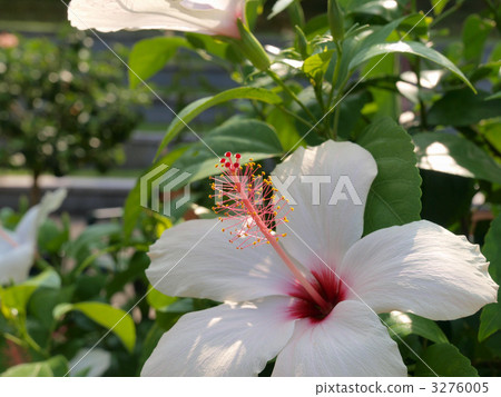 Hibiscus of Hana Hana Corridor (Up) Hibiscus of Hana Hana Corridor (Up) 3276005