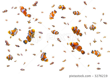 小丑anemonefish 小丑anemonefish 3276219