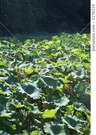 Lotus pond 3276224