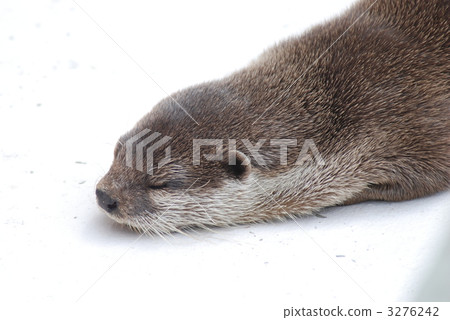 睡覺的水獺 睡覺的水獺 3276242