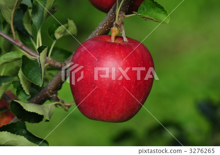 @ Apple "Tsurugaru" @ Apple "Tsurugaru" 3276265