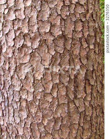 赤松（Pinus densiflora）的溫暖 3276350