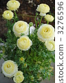 Ranunculus 3276596