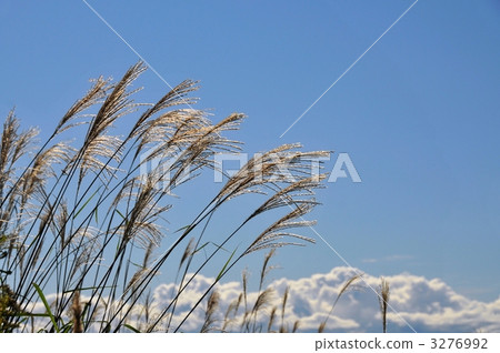 Aozora and Suzuki 3276992