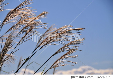 Aozora and Suzuki 3276996