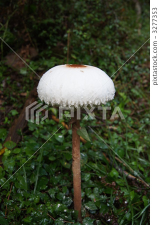 Unusual gigantic mushroom manta karakasatake (vertical) 3277353