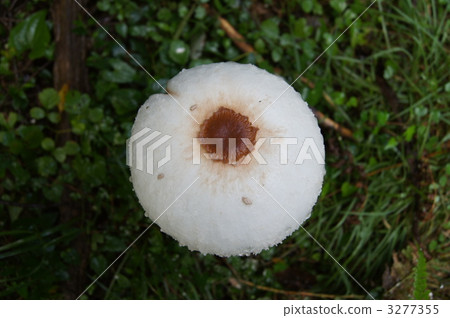 Photograph taken from directly above Mantokarakasatake 3277355