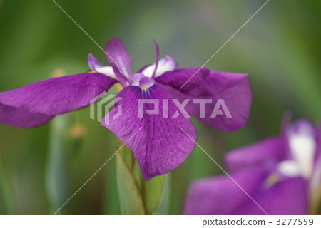 Iris Goshi no Mori 3277559