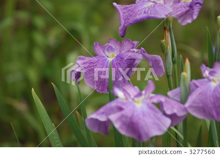Floral iris five-colored pearl 3277560