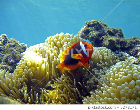 宮古島 小丑魚 跳水 3278171