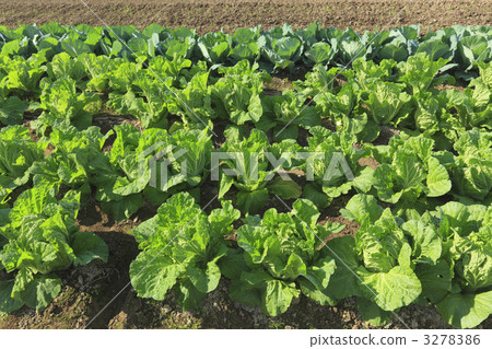 白菜地 原野 田地 3278386
