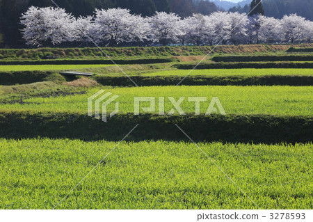 小麥地 滋賀縣 櫻花 3278593