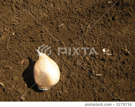 Elephant garlic Elephant garlic 3278716