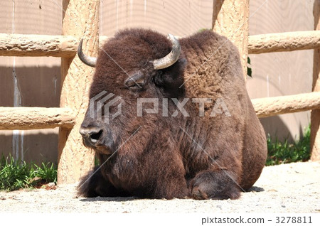 美洲野牛 3278811