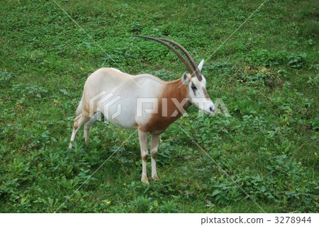 oryx, orix, scimitar oryx 3278944