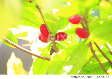 fruits  3279184