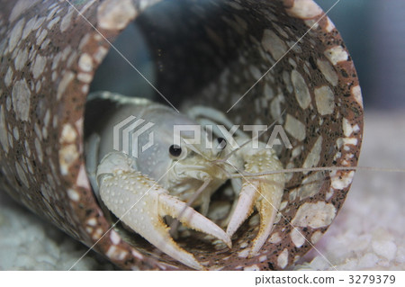 小龍蝦 白色 3279379