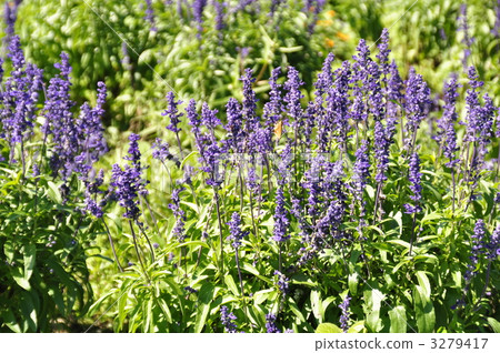 salvia farinacea, blue salvia, salvia 3279417