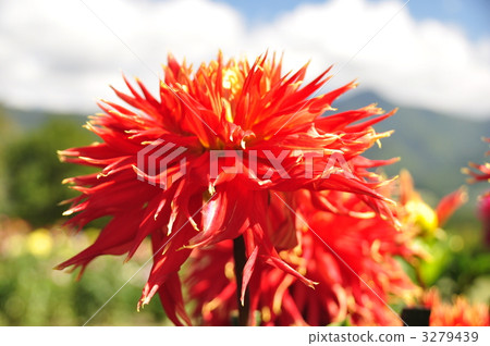 double-flowered, sean tel, dahlia 3279439