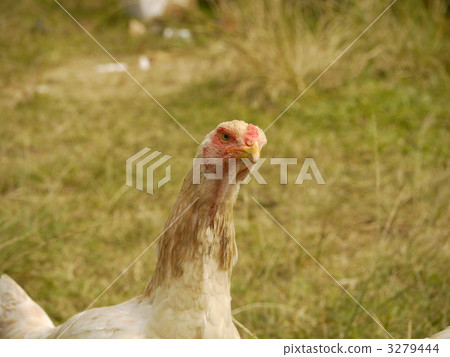 Awa Chamo Government Chicken Awa Chamo Government Chicken 3279444