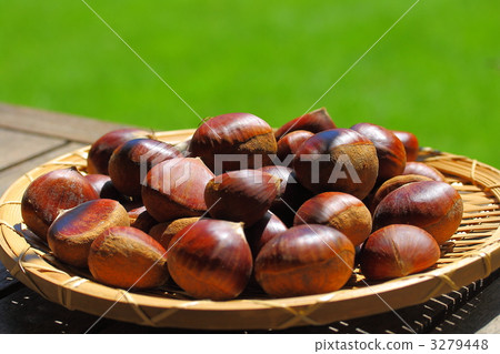 栗子 3279448
