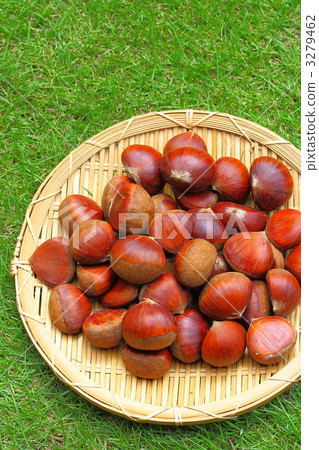 Chestnut and lawn 3279462