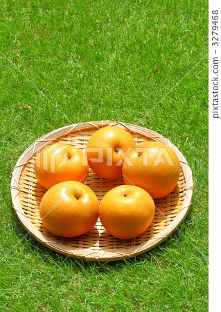 Toyomizu pear 3279468