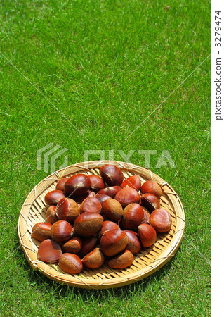 Chestnut and lawn 3279474