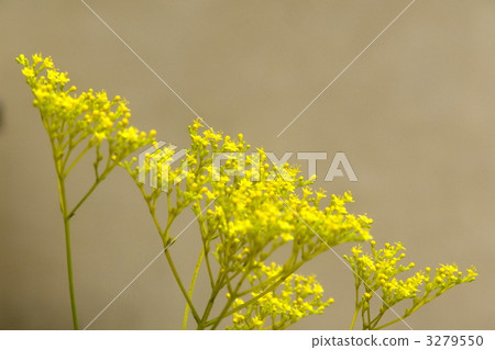 August Ominae and Ominaeidae 40 3279550