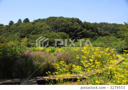 August Ominae and Ominaeidae 42 3279553