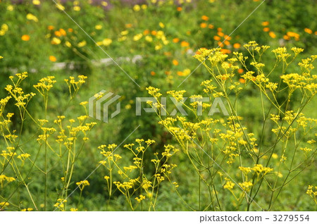 August Ominae and Ominaeidae 43 3279554