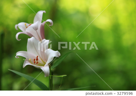 莎莎百合花 莎莎百合花 3279596