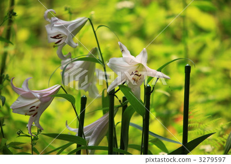 莎莎百合花 莎莎百合花 3279597