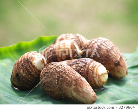 Taro Taro 3279604