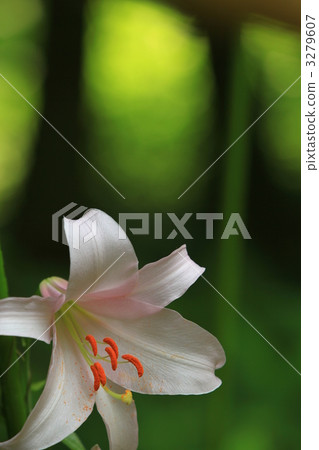莎莎百合花 莎莎百合花 3279607