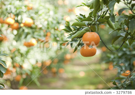 水果 柑桔 柑橘 3279786