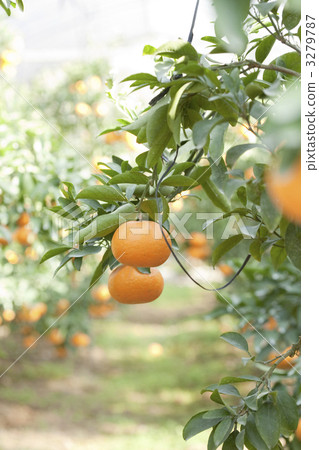 水果 新鮮出產 剛出產 3279787