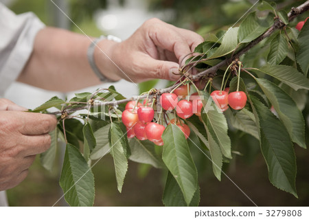 tine, cherries, cherry 3279808
