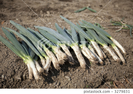 大蔥 長洋蔥 下仁田蔥 3279831