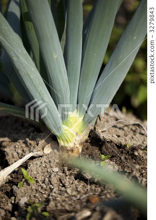 green onion, shimonita spring onion, shimonita leek 3279843