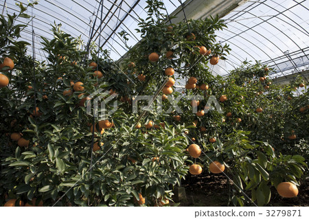 果園的樹 柑桔 柑橘 3279871