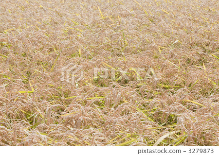 glutinous rice, paddy, rice 3279873