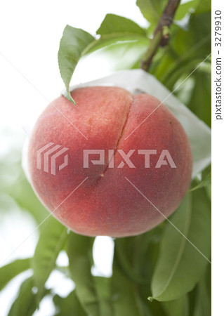 桃子 水蜜桃 桃 3279910