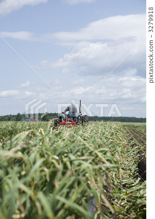 garlic, field, domestic produce 3279918