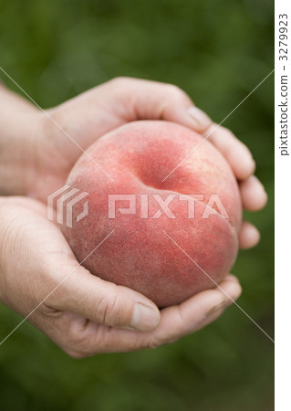 桃子 水蜜桃 桃 3279923