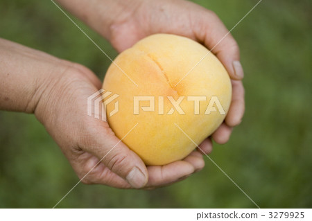 peach, yellow peach, persica 3279925