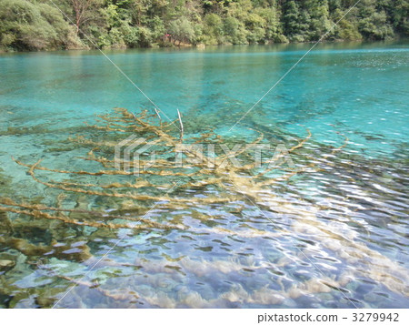 Tree sinking in the water of the nine-ditch groove Tree sinking in the water of the nine-ditch groove 3279942